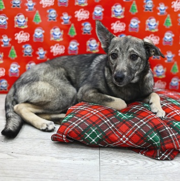 Собаки в добрые руки - Эля - 1