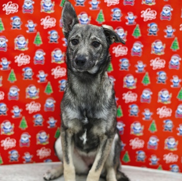 Собаки в добрые руки - Эля - 2