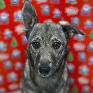 Собаки в добрые руки - Эля - 3