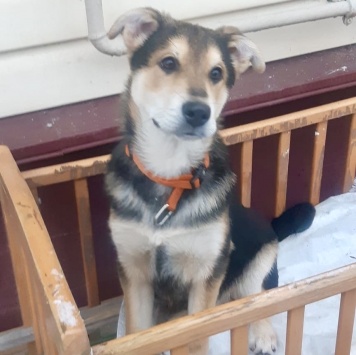 Собаки в добрые руки - Бруно