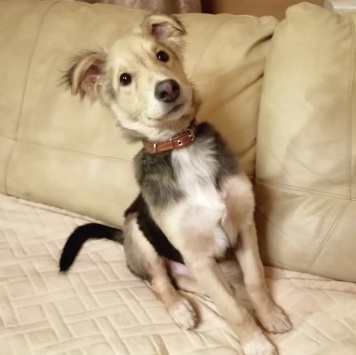 Собаки в добрые руки - Ринго