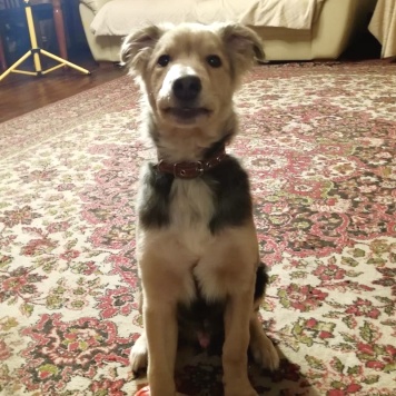 Собаки в добрые руки - Ринго - 1