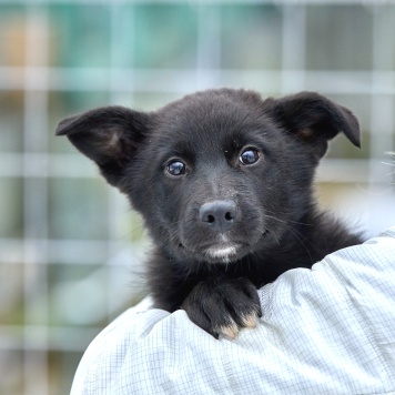 Кай - Собаки в добрые руки