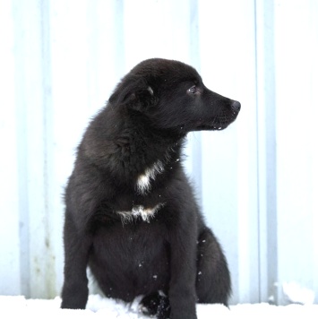 Собаки в добрые руки - Кай - 1