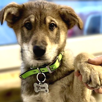 Собаки в добрые руки - Бим