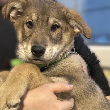 Собаки в добрые руки - Бим - 1