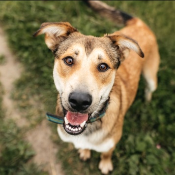 Собаки в добрые руки - Арчи