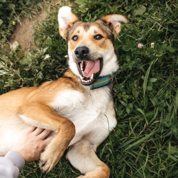 Собаки в добрые руки - Арчи - 1