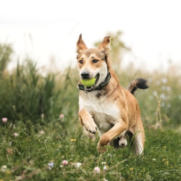 Собаки в добрые руки - Арчи - 2