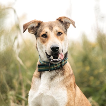 Собаки в добрые руки - Арчи - 3