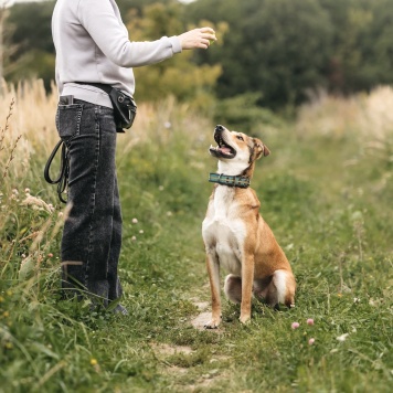 Собаки в добрые руки - Арчи - 4
