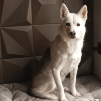 Собаки в добрые руки - Белка