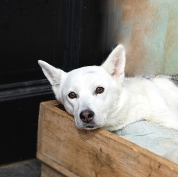 Собаки в добрые руки - Белка - 1