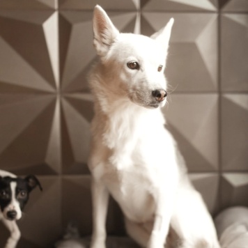 Собаки в добрые руки - Белка - 2