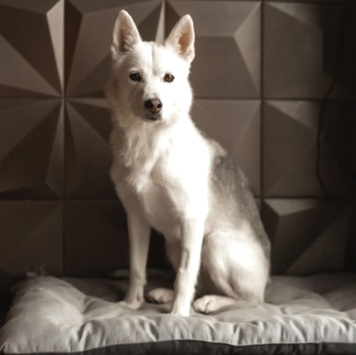 Собаки в добрые руки - Белка - 3