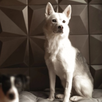 Собаки в добрые руки - Белка - 4