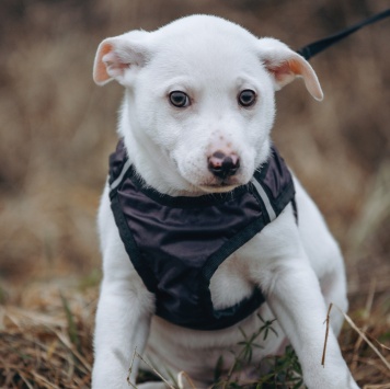 Собаки в добрые руки - Крош