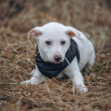 Собаки в добрые руки - Крош - 1