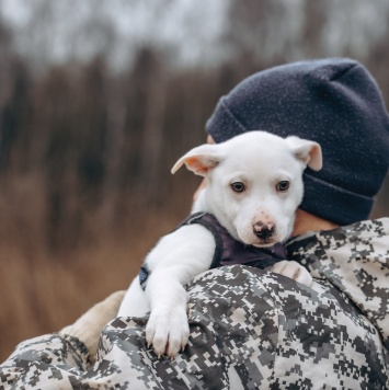 Собаки в добрые руки - Крош - 3