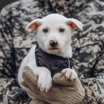 Собаки в добрые руки - Крош - 4