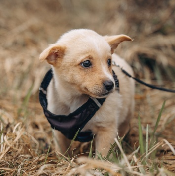 Лайк - Собаки в добрые руки