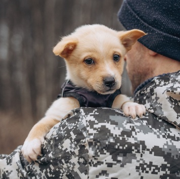 Собаки в добрые руки - Лайк - 2