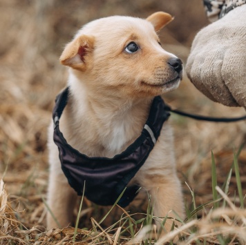 Собаки в добрые руки - Лайк - 3