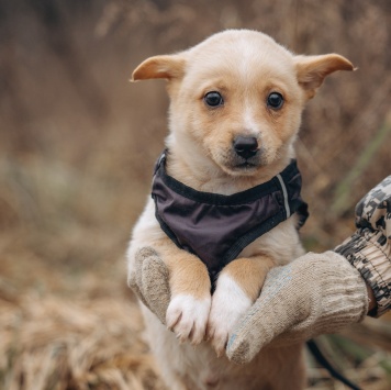 Собаки в добрые руки - Лайк - 4