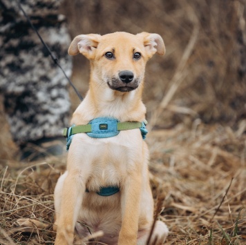 Собаки в добрые руки - Рич