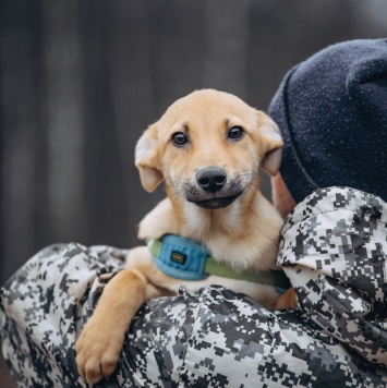 Собаки в добрые руки - Рич - 1