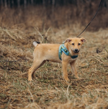 Собаки в добрые руки - Рич - 2
