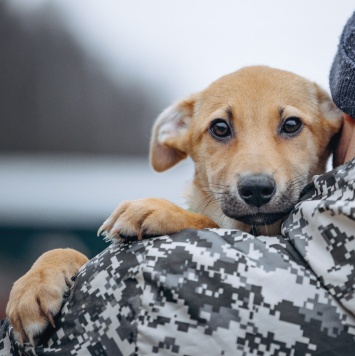 Собаки в добрые руки - Рич - 3