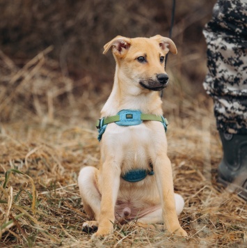 Собаки в добрые руки - Рич - 4