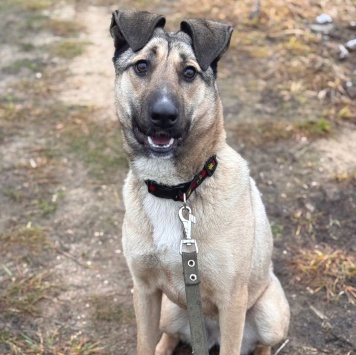 Собаки в добрые руки - Буря