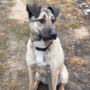 Собаки в добрые руки - Буря - 1