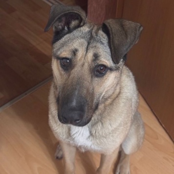 Собаки в добрые руки - Буря - 4