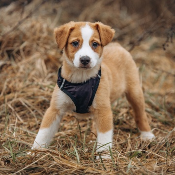 Собаки в добрые руки - Малыш