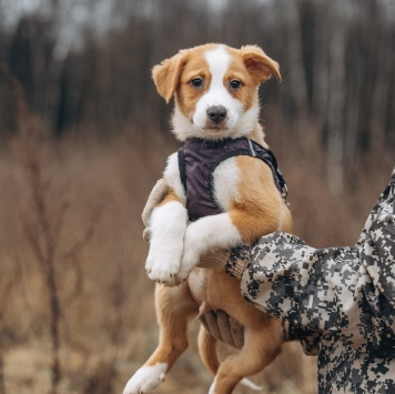 Собаки в добрые руки - Малыш - 2