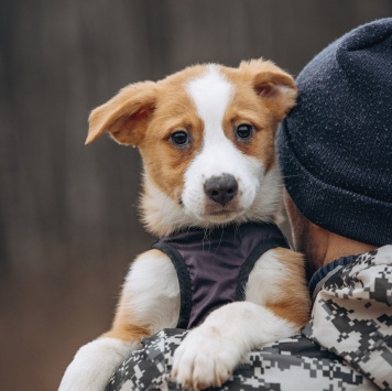 Собаки в добрые руки - Малыш - 3