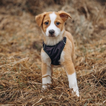 Собаки в добрые руки - Малыш - 4