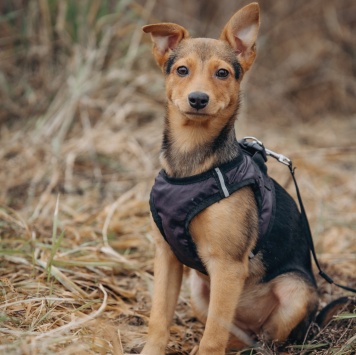 Булка - Собаки в добрые руки