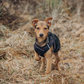 Собаки в добрые руки - Булка - 1