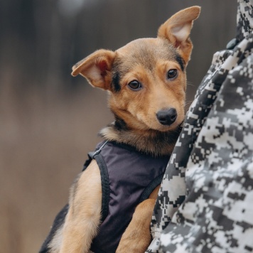 Собаки в добрые руки - Булка - 3