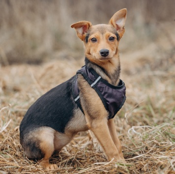 Собаки в добрые руки - Булка - 4