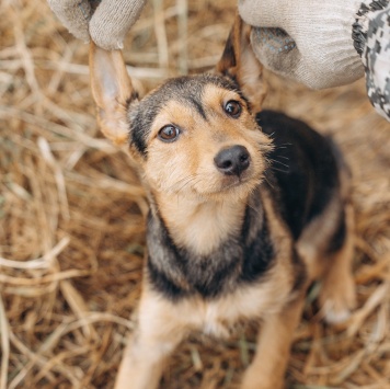 Собаки в добрые руки - Кроха - 1