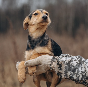 Собаки в добрые руки - Кроха - 2