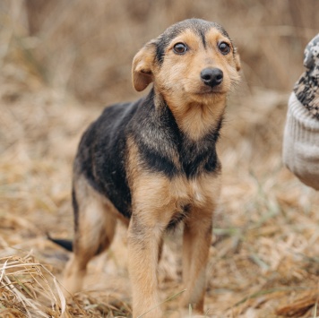 Собаки в добрые руки - Кроха - 3