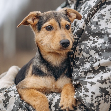 Собаки в добрые руки - Кроха - 4