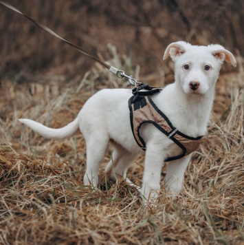 Собаки в добрые руки - Умка - 1