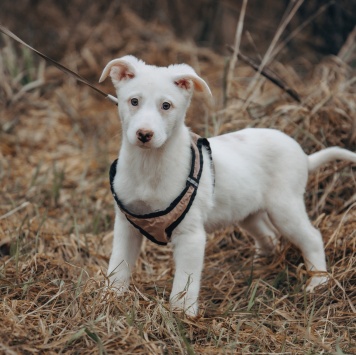 Собаки в добрые руки - Умка - 2